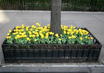 Sidewalk Tulip Garden