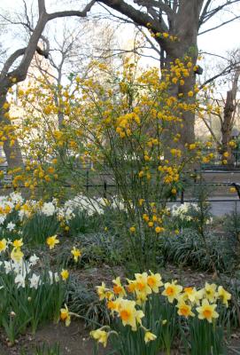 Daffodils & Kerria Bush