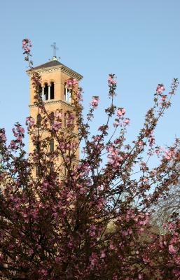 Judson Church & Cherry Tree Blossoms