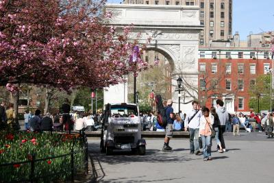 Cherry Trees at Thompson Street Entrance