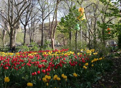 Tulips & NYU Library