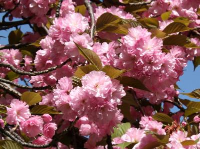 Cherry Tree Blossoms