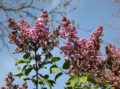 Lilacs