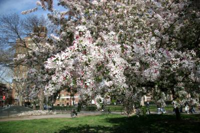 Crab Apple Tree Blossoms