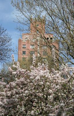 Crab Apple Tree Blossoms & NYU Residence Hall