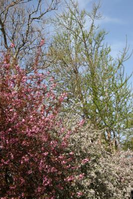 Cherry, Crab Apple, Ginkgo & Sycamore Trees
