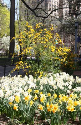 Kerria Bush & Daffodils