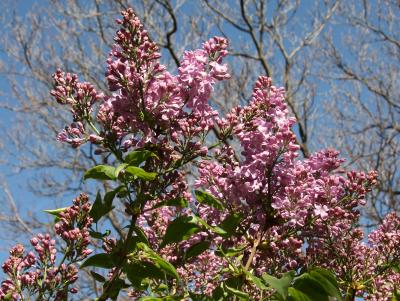 Lilacs