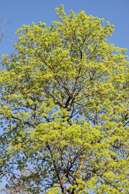 Norway Maple - New Foliage