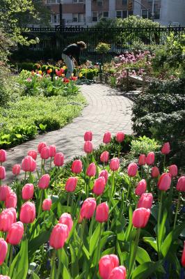 Tulips on the Garden Path