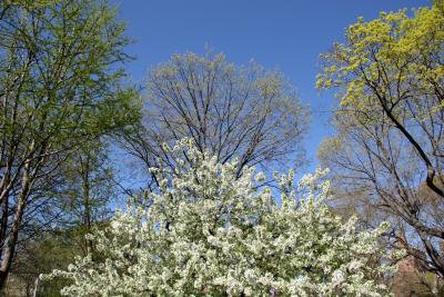 Apple, Oak, Elm & Sycamore Trees
