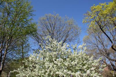 Apple, Oak, Elm & Sycamore Trees