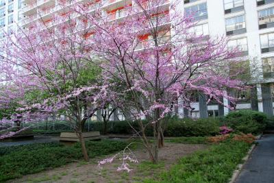 Red Bud Tree Blossoms