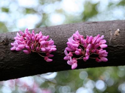 Red Bud Tree Blossoms