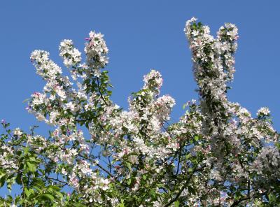 Rabbit Family Lookout - Crab Apple Blossoms