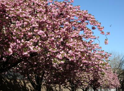 Cherry Blossoms - NYU Athletic Center