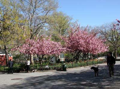 Cherry Blossoms - Thompson Street Entrance