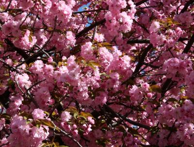 Cherry Tree Blossoms