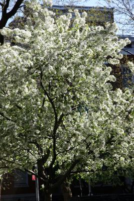 Apple Tree at Washington Square East