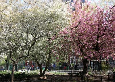 Tree Blossoms at the Children's Playground