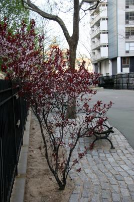 Prunus Bush