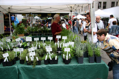 Fresh Herbs