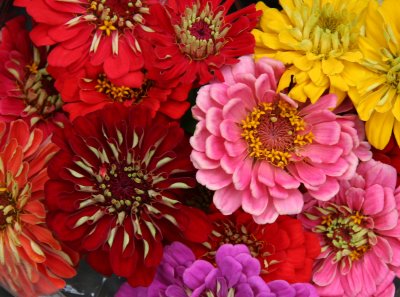 Zinnias