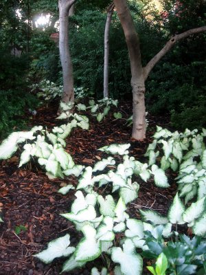 Caladium Garden