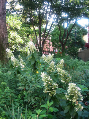 Hydrangea