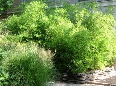 Bamboo and Other Grass Garden