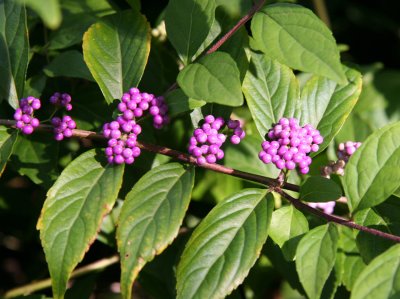 Beauty Berry Bush or Callicarpa
