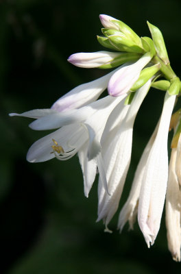 Hosta