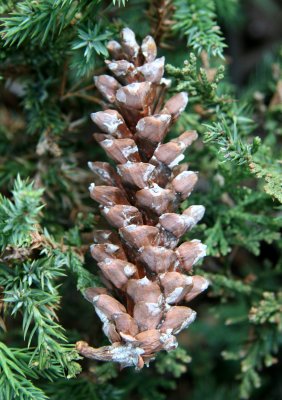 Pine Cone