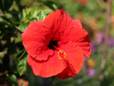 Hibiscus