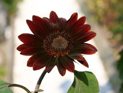 Maroon Sunflower in the Garden Path