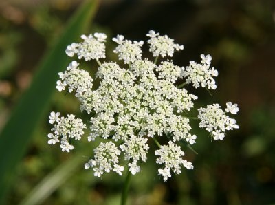 Queen Anns Lace