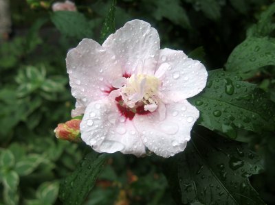 Hibiscus Blossom in the Rain