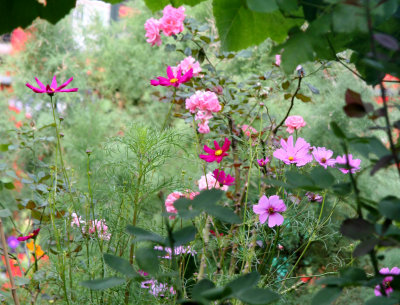 Garden View - Cosmos & Roses