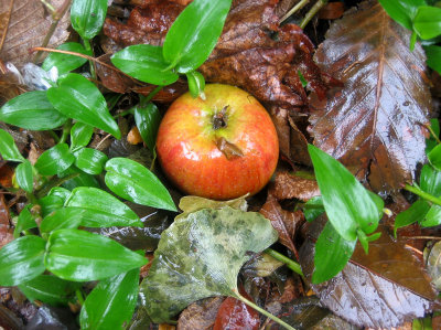 Under an Apple Tree on a Rainy Day