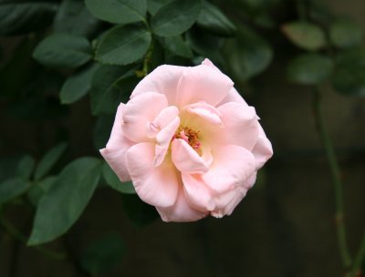 Sidewalk Pink Rose