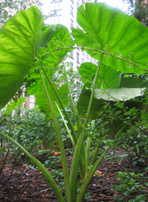 Under Elephant Ears