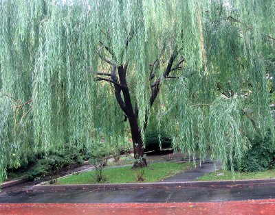 Willow Tree in the Rain