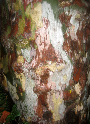 Sycamore Tree Bark in the Rain