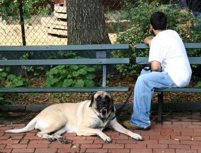 Mastiff  Sherlock & Master at the Dog Run