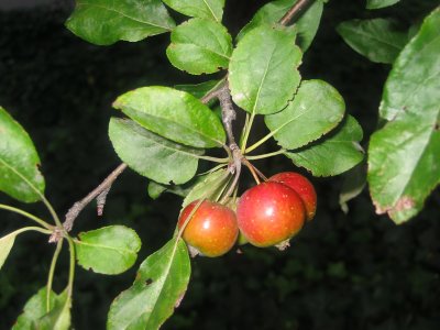 Crab Apple Fruit