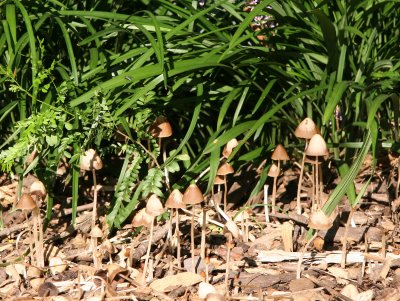 Liriope & Mushrooms