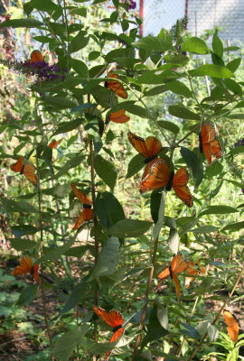 Hay Day Party - Silk Monarchs in a Butterfly Bush