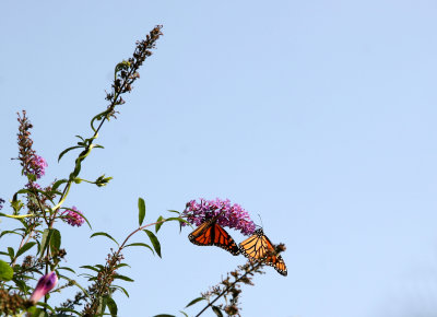 Two Monarchs on a Butterfly Bush