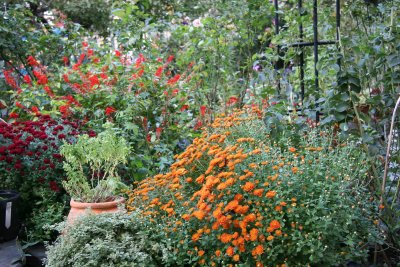 Garden View - Chrysanthemums & Salvia