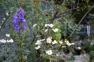 Monks' Hoods & Japanese Anenomes